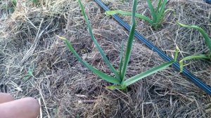 Обзор Чеснока Рокамболя на 30 Апреля Также Гермидор , Терадор  ,Сабаголд , Любаша !