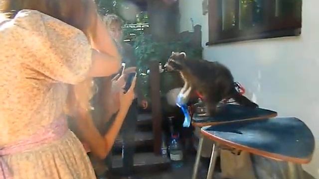 Енот на праздник, на свадьбу, 8(965)380-13-11 Москва www.zooteatr.ru смотреть онлайн