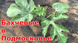 Выращивание арбузов и дынь в Подмосковье. Сорта, посев на рассаду, высадка в грунт и в бочки.