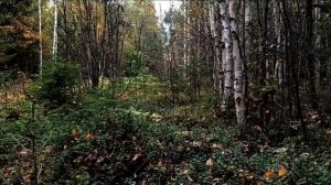 Третье сентября 💚