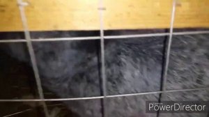 Самая Лучшая Порода Кроликов( для нас)//Полтавское Серебро//Кроличья Мини-Ферма //Содержание Кролей