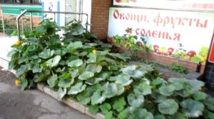 VLOG: гуляю в гипсе [02/08/2015]