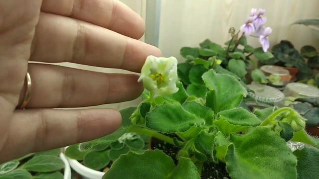 Екскурсія стелажем з квітуючими міні фіалками ч2, 22 січня 2021 року смотреть онлайн