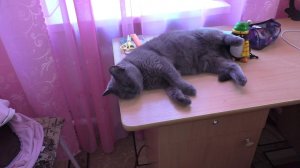 такая жизнь: полоса белая, полоса черная