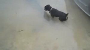 Вытащил сома на 200 кг