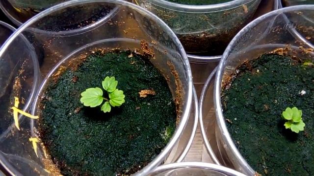 Выращивание дома ремонтантная клубника земляника strawberry на окне 11.05.18. Дома жара, клещ. смотреть онлайн