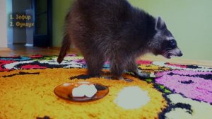 Реакция ЕНОТА ХАЙПА на ПЧЕЛИНЫЕ  СОТЫ