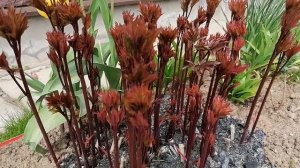 Пион Сара Бернар (Paeonia Sarah Bernhardt) - молодые расточки в мае 2022.