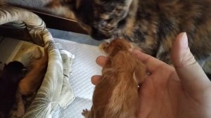 Новорожденные мейн куны полидакты, 3 дня, учимся различать ?