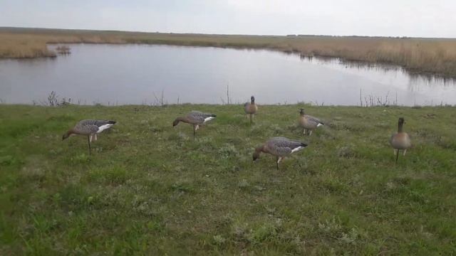 Чучела гусей гуменников Avian X pinfoots