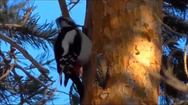 Зимний  Лес.  Красивые    Зимние    Пейзажи.    Зимняя    Сказка