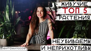 ТОП 5 ЖИВУЧИХ РАСТЕНИЙ для новичка ? Самые НЕПРИХОТЛИВЫЕ цветы, помимо замиокулькаса