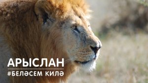 БЕЛӘСЕМ КИЛӘ: арыслан / Лев / Lion