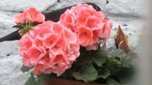 merle au pelargonium