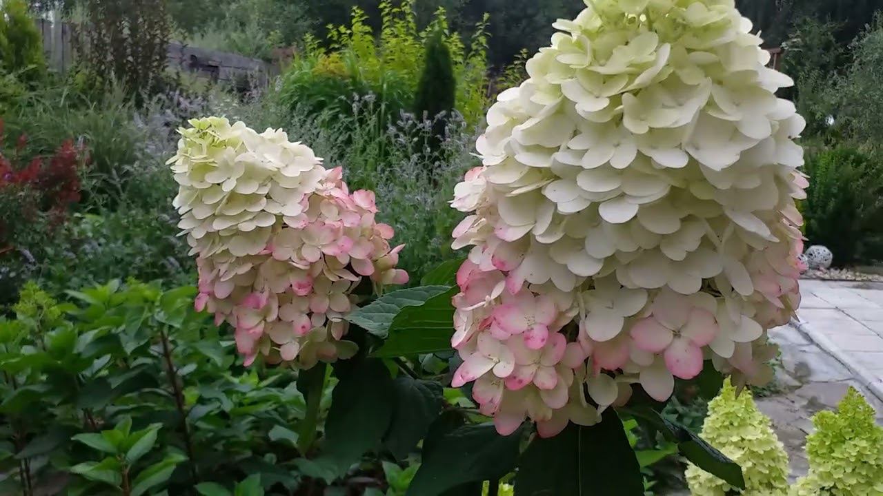 Как ухаживать за саженцами гортензий после получения посылки. Обзор саженцев гортензий. 31.07.24 смотреть онлайн