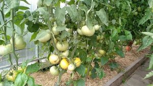 🍅 томат-сорт чисто жёлтый Кейси