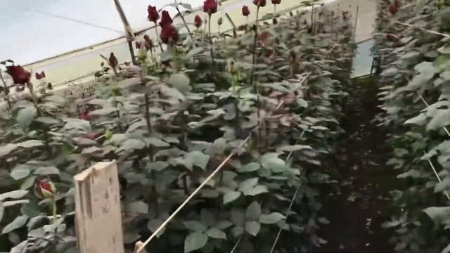 Сорт розы Эксплорер на одной из самых высокогорных плантаций в Эквадоре смотреть онлайн