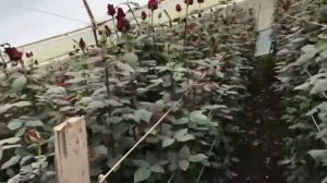 Сорт розы Эксплорер на одной из самых высокогорных плантаций в Эквадоре