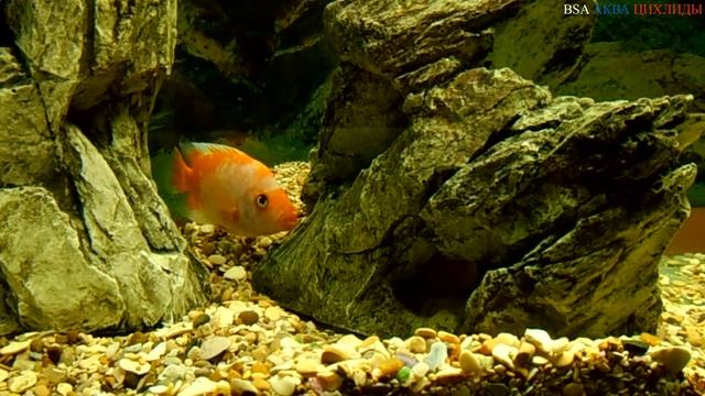 Перегородка в аквариуме для цихлид. смотреть онлайн