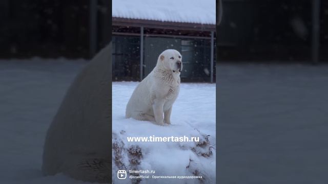 Кася и Нурик Среднеазиатские овчарки питомника Тимерташ Ведётся запись на щенков на лето 2023 +790