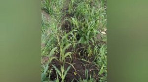 Выращиваю чумизу и сенегальское просо.