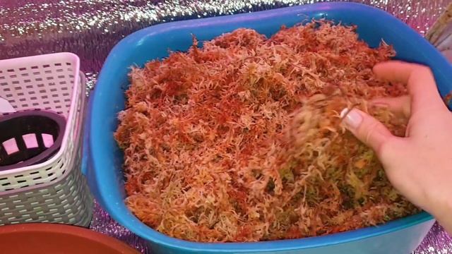 Новенькие. Ура!!!! Пересадка новых Catasetum ( морковок) смотреть онлайн