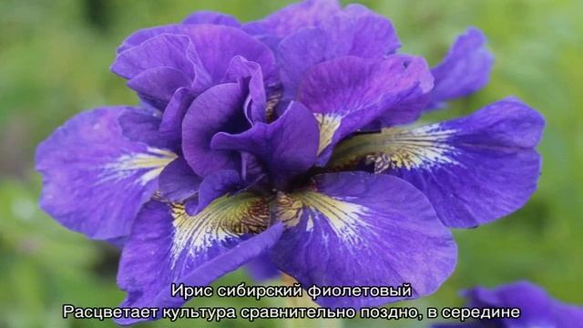 Ирис сибирский — посадка и уход в открытом грунте