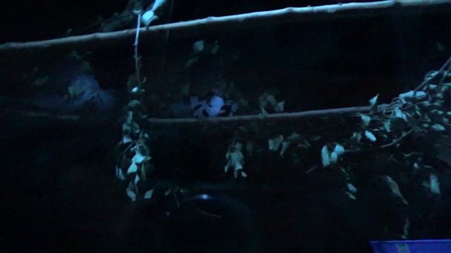 Хищные птицы, разные попугаи, ночной отдел в птичнике/Николаевский зоопарк смотреть онлайн