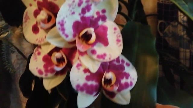 ‼️Три красавицы,?которые радуют?в пасмурные осенние денёчки?(19.11.23) смотреть онлайн