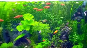 Результат лечения сайдексом! выводы советы! 🥴👨🔬