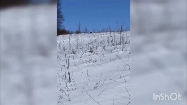 Русская гончая Туман 7 месяцев вл. Харченко Н.