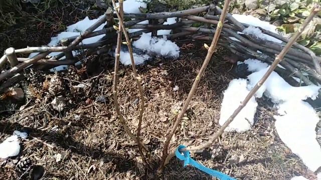 Открываю гортензии, посаженные прошлым летом. Обзор. смотреть онлайн