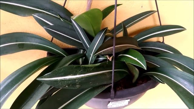 Nova planta hippeastrum e floração da flor de maio. смотреть онлайн