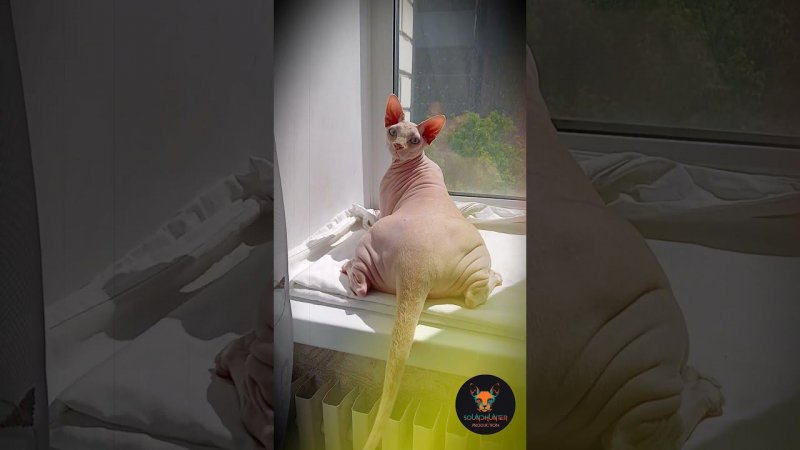 Звуковой Охотник на охоте в красивой позе  #music #shorts  #sphynx #soundsphinx