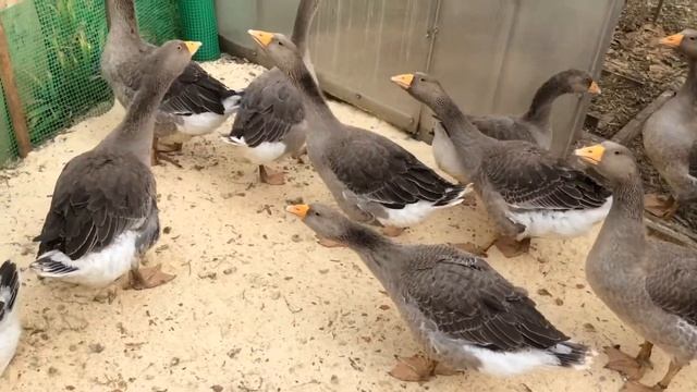 Гусь крупный серый 2 месяца смотреть онлайн