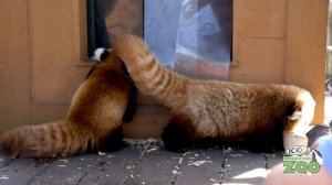 Red panda cubs reunited