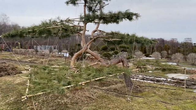 Ниваки. Садовый бонсай. Эксклюзивы в питомнике. Япония. Формирование сосны обыкновенной в технике. смотреть онлайн