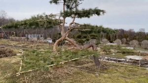 Ниваки. Садовый бонсай. Эксклюзивы в питомнике. Япония. Формирование сосны обыкновенной в технике.