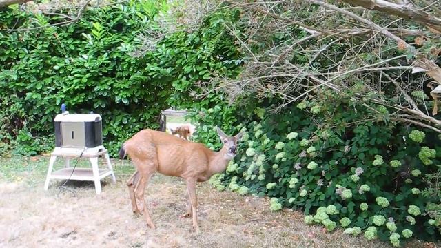 in the garden 001 смотреть онлайн