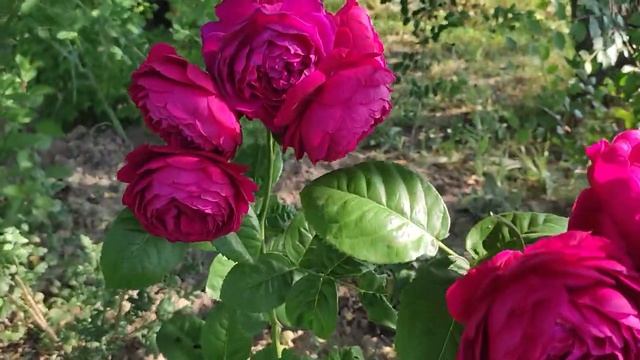 ? Цветение молодых роз во 2-й половине лета 2022. Делюсь впечатлениями. смотреть онлайн