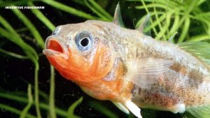 Редкая и прожорливая Колюшка Трёхиглая! Многих рыболовов удивит эта рыба.