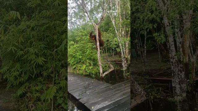 Penghuni Asli Kalimantan - Si Imut Yang Hampir Punah смотреть онлайн