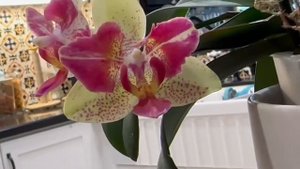 Phalaenopsis Chi Yueh Kaleidoscope Blooms - August 2023