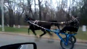 Цыганские рысаки город армавир