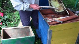 Пересадка роя в улей. Роеловство.