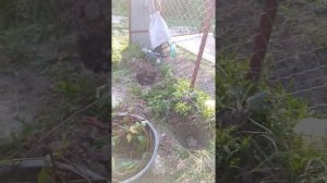 Девичий виноград как живая изгородь