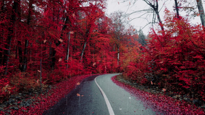 Дмитрий TV. Клип Жизнь и Смерть.