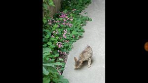 231.КИСЛИЦА - съедобная и полезная. Как я съела вазон ЗАЯЧЬЕЙ КАПУСТЫ