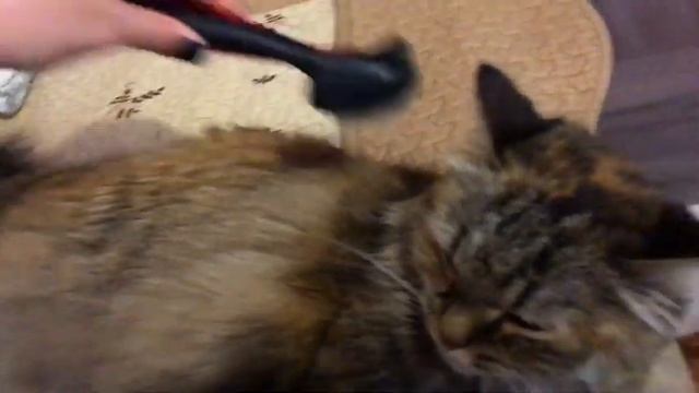 Как расчёсывать кошку? смотреть онлайн