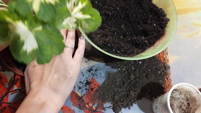 Пеларгония Happi Troung. пересадка. смотреть онлайн